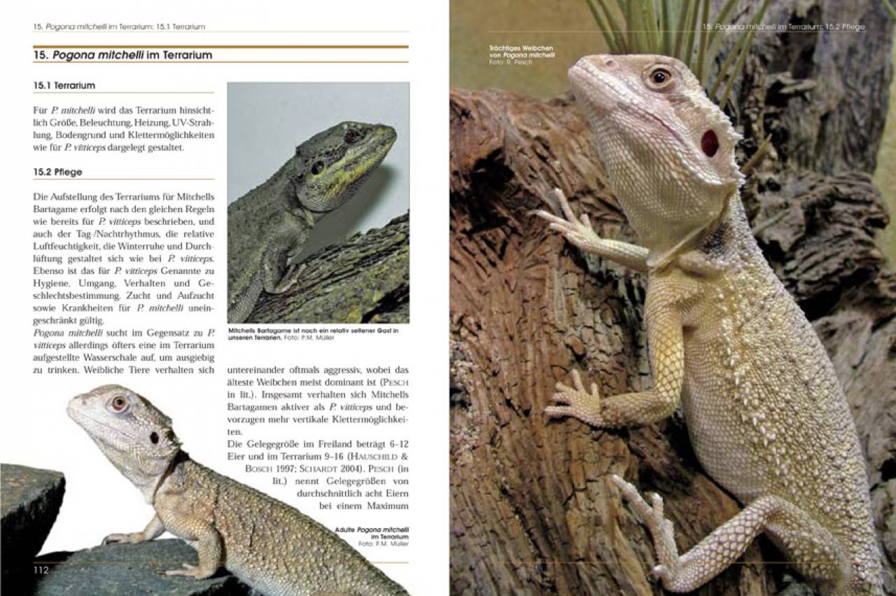 Bartagamen – Die Gattung Pogona